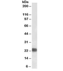 Western blot testing of HeLa lysate with biotinylated HP1 antibody at 0.1ug/ml. Predicted molecular 