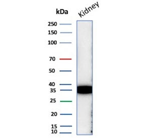 Western blot testing of human kidney tissue lysate with Napsin A antibody. Expected molecular weight