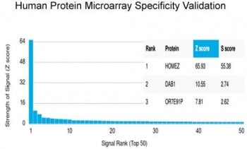 Analysis of HuProt(TM) microarray containing more than 19,000 full-length human proteins using HOMEZ