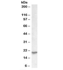 UXT Antibody