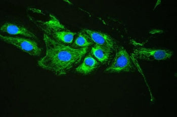 Plectin Antibody