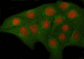 Immunofluorescent staining of FFPE human U-2 OS cells with OVOL2 antibody (red) and Alpha Tubulin mA
