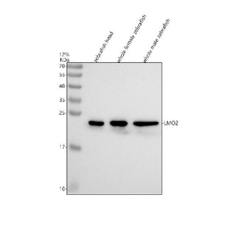 Western blot analysis of Lmo2 protein using Zebrafish Lmo2 antibody and 1) zebrafish head, 2) whole 