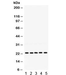 RAB18 Antibody