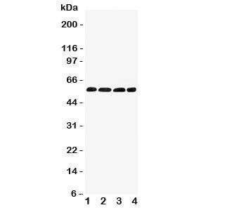 IRF5 Antibody