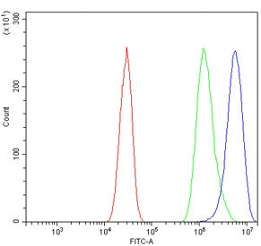 Slc7a9 Antibody
