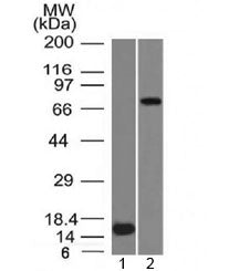 Western blot testing of 1) a partial recombinant protein and 2) human U87 cell lysate with MMP2 anti
