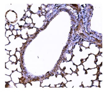 IHC staining of FFPE mouse lung tissue with Superoxide dismutase 3 antibody. HIER: boil tissue secti