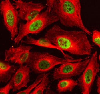 Immunofluorescent staining of FFPE human U2OS cells with TAF3 antibody (green) and DAPI nuclear stai