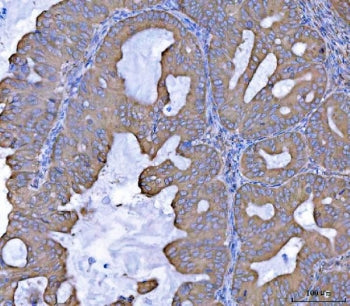 SEPT7 Antibody / Septin 7