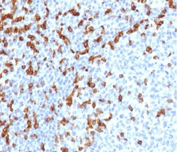 IHC staining of FFPE human tonsil tissue with recombinant CD7 antibody (clone rCD7/6387). HIER: boil