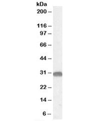 Western blot testing of mouse brain lysate with OTUB1 antibody at 0.05ug/ml. Predicted/observed mole
