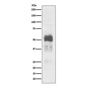 Tau Antibody / MAPT