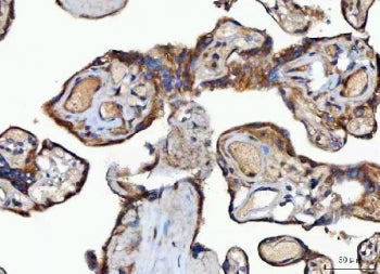 IHC staining of FFPE human placental tissue with MOCS2 antibody. HIER: boil tissue sections in pH8 E