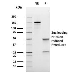 Bcl6 Antibody