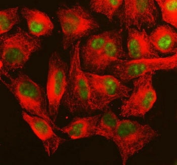 Immunofluorescent staining of FFPE human A549 cells with MSH6 antibody (green) and Alpha Tubulin mAb