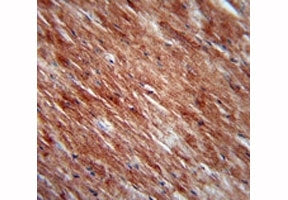 IL-2 antibody immunohistochemistry analysis in formalin fixed and paraffin embedded mouse heart tiss