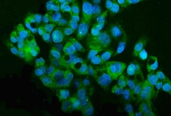 Immunofluorescent staining of FFPE human HepG2 cells with MT2-MMP antibody (green) and DAPI nuclear 
