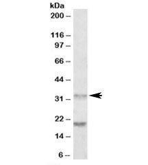 Western blot testing of human tonsil lysate with ALP antibody at 0.5ug/ml. Predicted molecular weigh