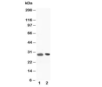 Western blot testing of BOB-1 antibody and Lane 1: rat spleen tissue lysate. Predicted molecular wei