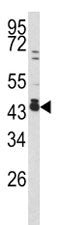 Western blot analysis of c-Fos antibody and 293 lysate. Expected molecular weight: ~40 kDa (unmodifi