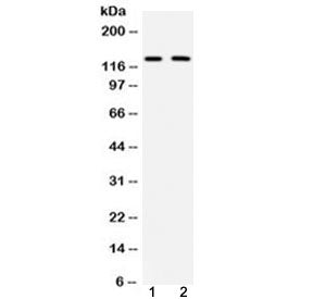 CD11b Antibody / MAC-1