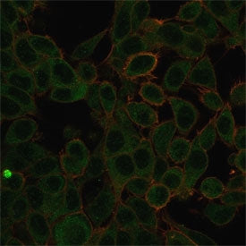 Immunofluorescent staining of PFA-fixed human HeLa cells using ZBTB7C antibody (green, clone PCRP-ZB