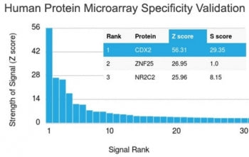 CDX2 Antibody