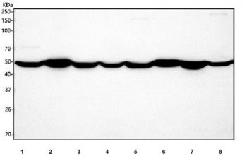 Western blot testing of 1) rat brain, 2) rat skeletal muscle, 3) rat liver, 4) rat C6, 5) mouse brai