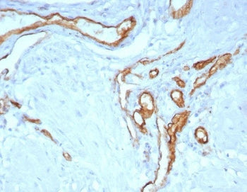 CD31 Antibody / PECAM-1