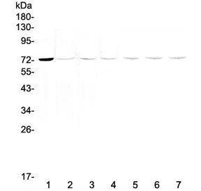 Western blot testing of human 1) HeLa, 2) MCF7, 3) COLO320, 4) HepG2, 5) rat stomach, 6) mouse stoma
