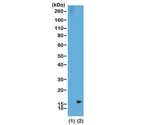Western blot of recombinant histone H3.3 (1) and acid extracts of HeLa cells (2) using the recombina