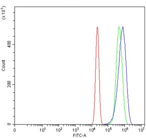 SLC3A1 Antibody / rBAT