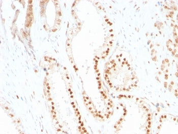 p27 Antibody / p27Kip1