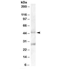 Western blot testing of human pancreas lysate with B3GNT2 antibody at 0.1ug/ml. Predicted molecular 