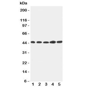 Hepsin Antibody