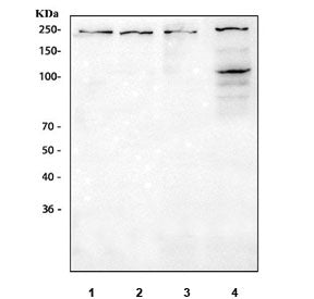 Western blot testing of 1) rat brain, 2) rat C6, 3) mouse brain and 4) mouse NIH 3T3 cell lysate wit