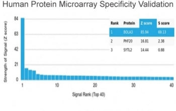 Analysis of HuProt(TM) microarray containing more than 19,000 full-length human proteins using BOLA3