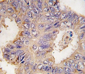 TRAF2 Antibody