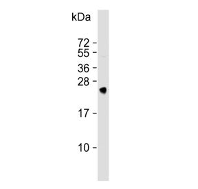 MSRA Antibody