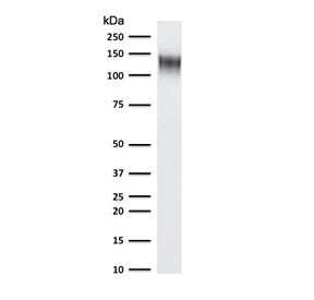 Western blot testing of human ThP1 cell lysate with recombinant CD31 antibody (clone RMCD31-1). Expe
