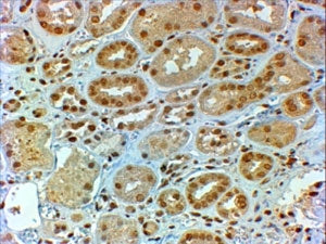 IHC testing of FFPE human kidney with DMRT2 antibody at 2ug/ml. HIER: steamed with pH6 citrate buffe