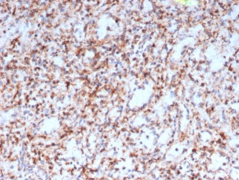 IHC staining of FFPE human spleen tissue with RETN antibody (clone RETN/4327). HIER: boil tissue sections in pH 9 10mM Tris with 1mM EDTA for 20 min and allow to cool before testing.