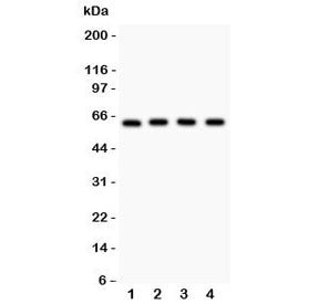 Western blot testing of RELA antibody and Lane 1: rat PC12; 2: (r) NRK; 3: mouse HEPA; 4: (m) NIH3T3