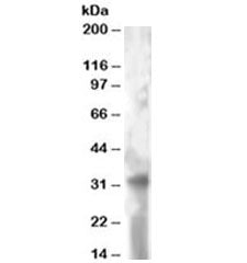 Western blot testing of HeLa lysate with TSPAN32 antibody at 2ug/ml. Expected molecular weight: ~32k