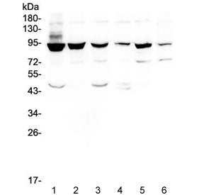 STAT1 Antibody