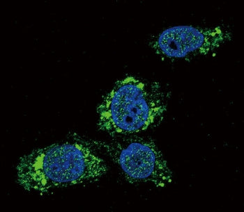Immunofluorescence testing of human HepG2 cells with GCK antibody (green) and DAPI nuclear counterst