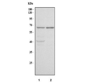 Western blot testing of human 1) RT4 and 2) U-251 cell lysate with MANSC1 antibody. Predicted molecu