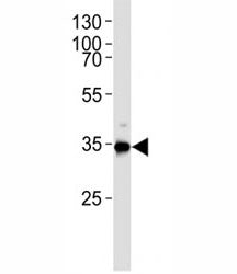 Zebrafish Gapdh Antibody