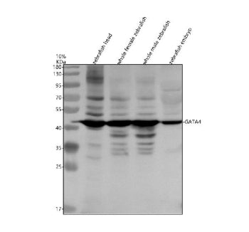 Western blot analysis of Gata4 protein using Zebrafish Gata4 antibody and 1) zebrafish head, 2) whol